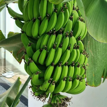 Apartamento Osaya Tindaya