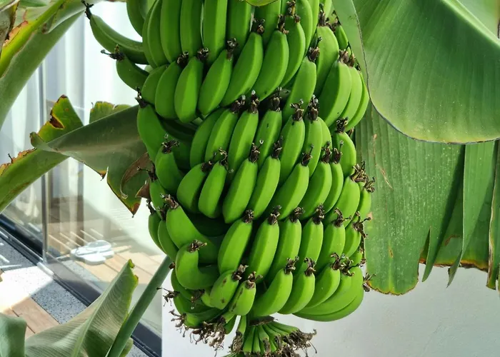 아파트 Osaya 틴다야